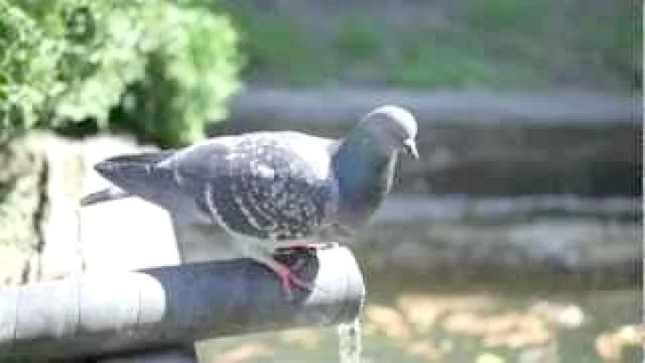 PIGEONS OF KASHMIR