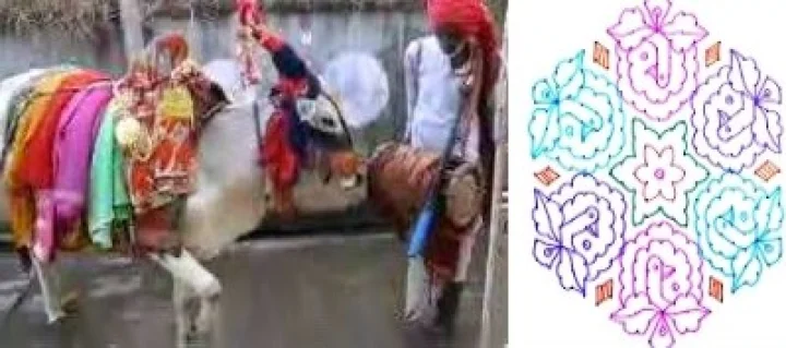 కనుమ పండుగ : పశువులను అలంకరించి..