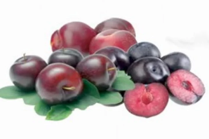 plum fruit