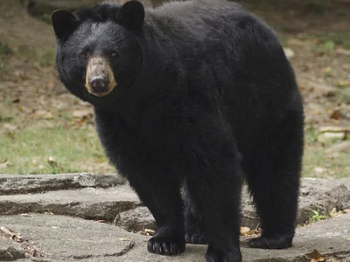 Bears