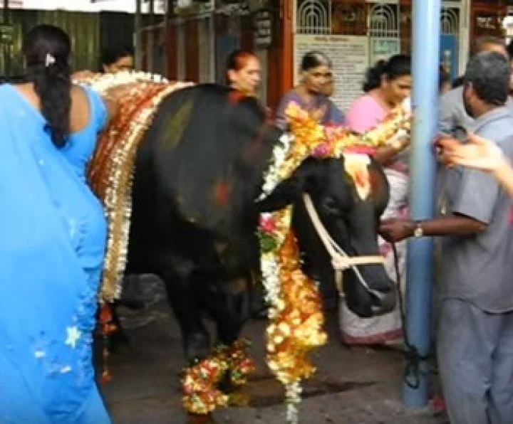 తిరుమల - అన్నవరంలలో గోపూజ మహోత్సవం
