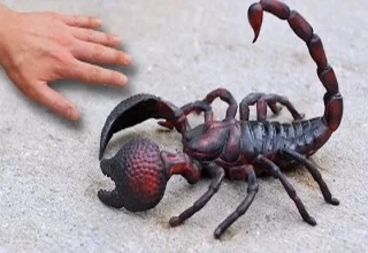 Scorpion Venom Is Helping Doctors Treat Cancer