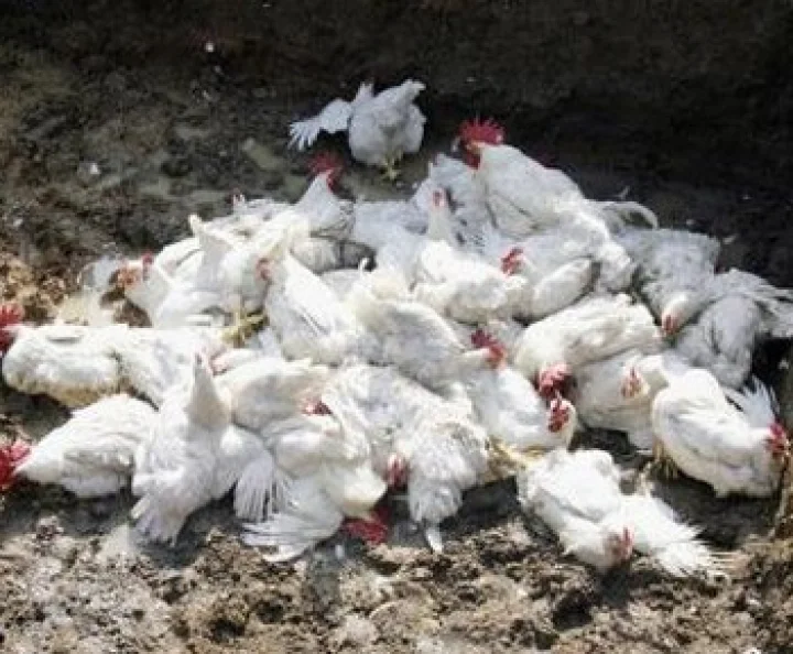 Bird Flu: Symptoms