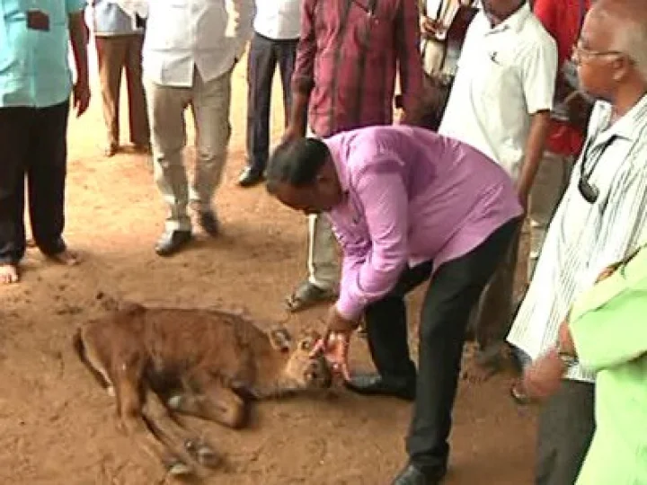 తితిదే గోశాలలో నెలకు 25 గోవులను చంపేస్తున్నారు...!