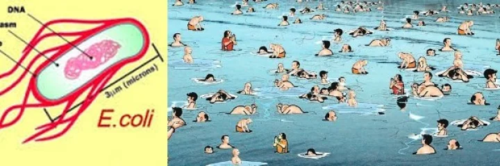 E.Coli bacteria