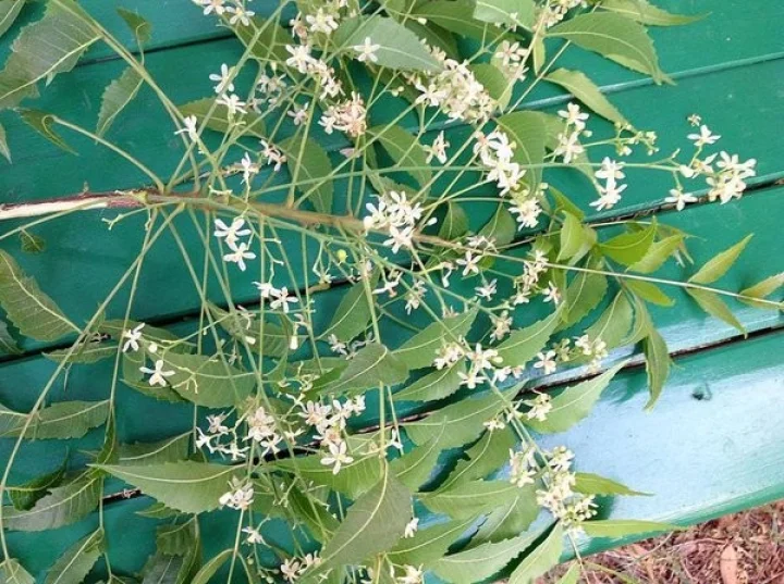 Neem flowers