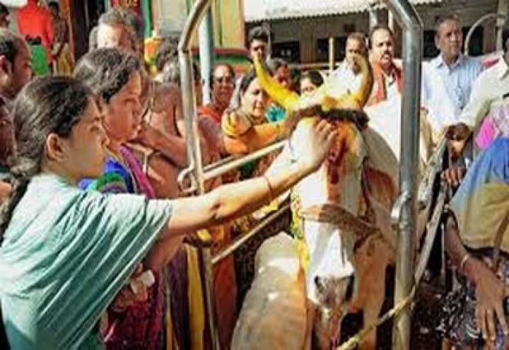 Cow pooja