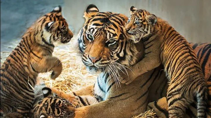उपकार वाघासारख्यावर करावे
