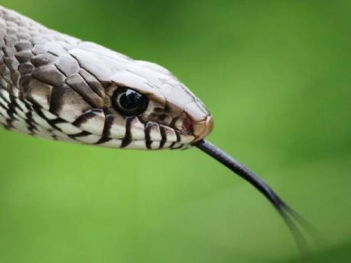 snake
