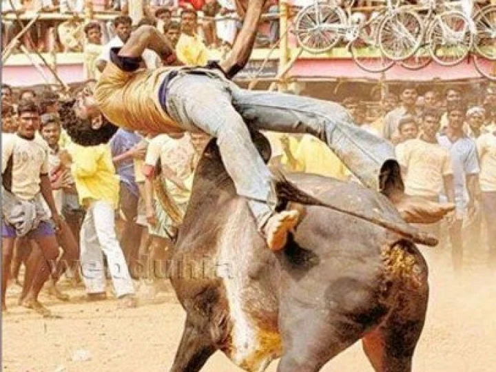 Jallikattu