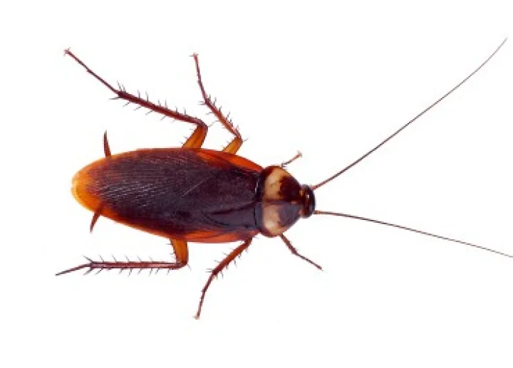 whatsapp marathi jokes