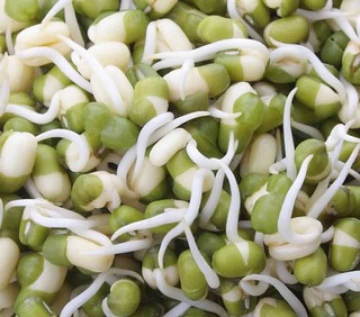 Bean Sprouts