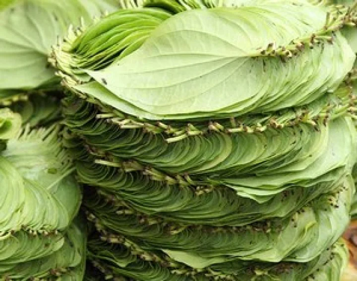 Betel Juice