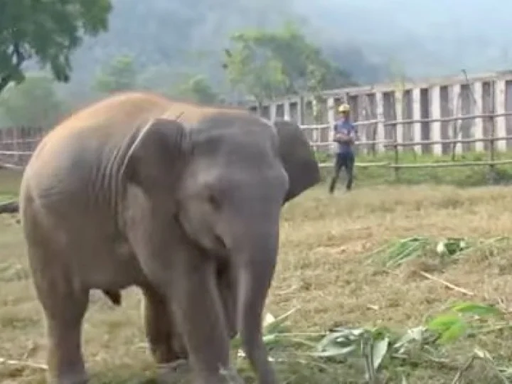 elephant
