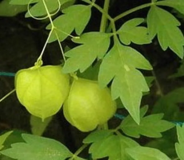 Budda Kakara health benefits