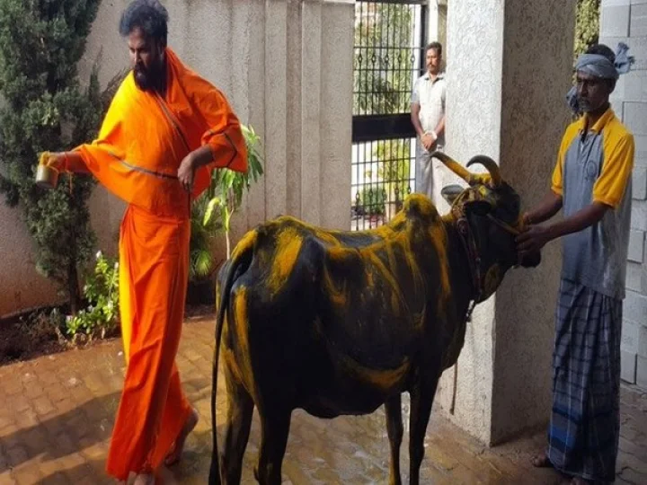 ગૌ પરિક્રમા