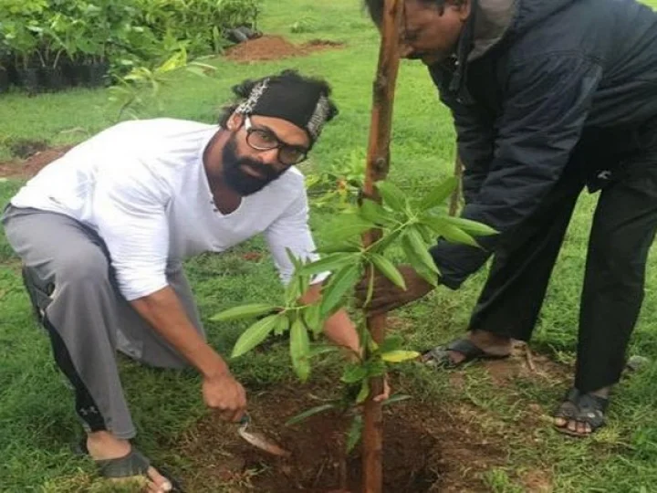 పువ్వుల చెట్లను? నాటడం ఎలా?