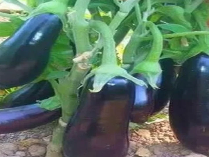 side effect of eggplant