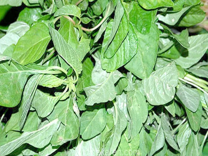 Thotakura