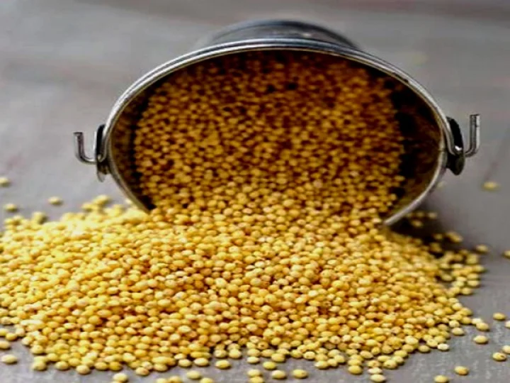 foxtail millet