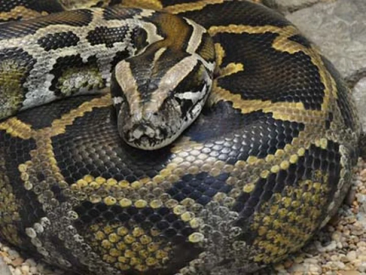 The python  entered the trial room of the shop Marathi National News  In Webdunia Marathi