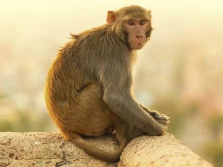 naughty monkey