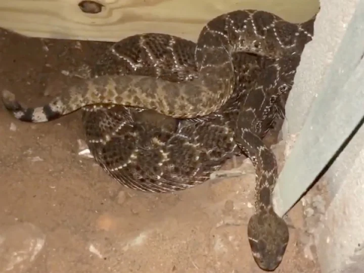 snakes