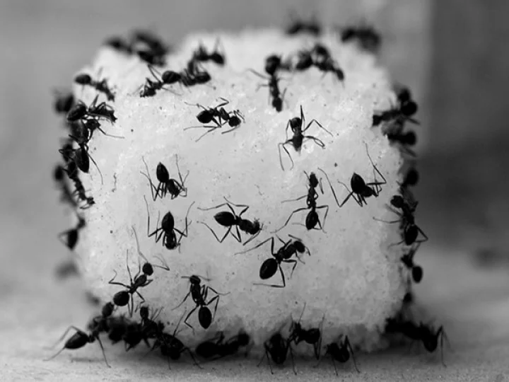 Ants in house good or bad