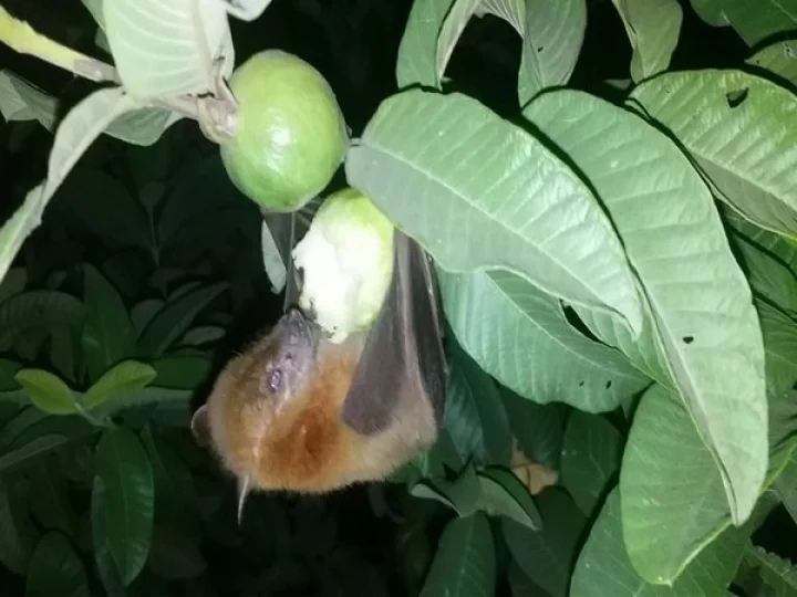 Nipah