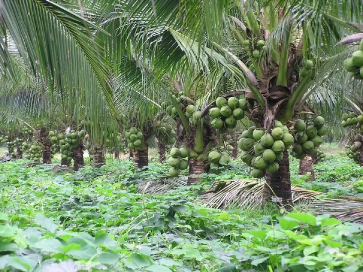 coconut planitation