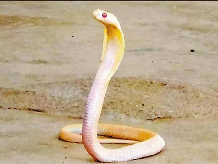 white kingkobra