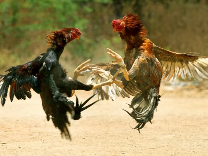 sankranti cock fight