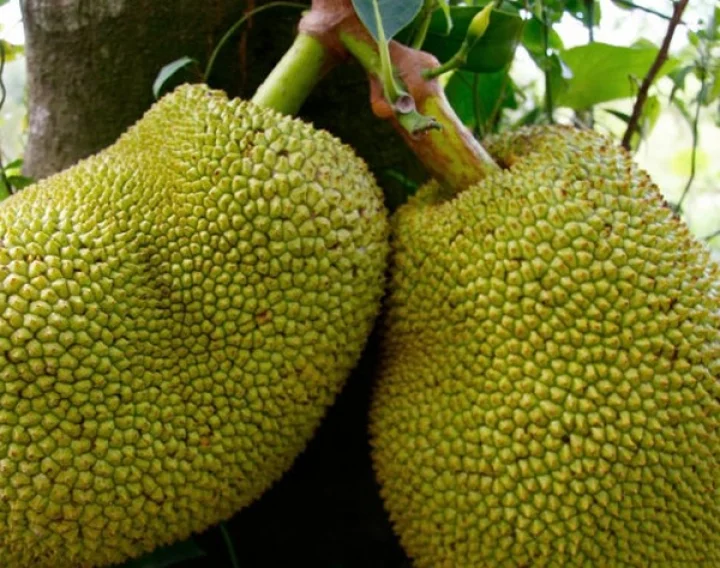 Amazing Nutrients