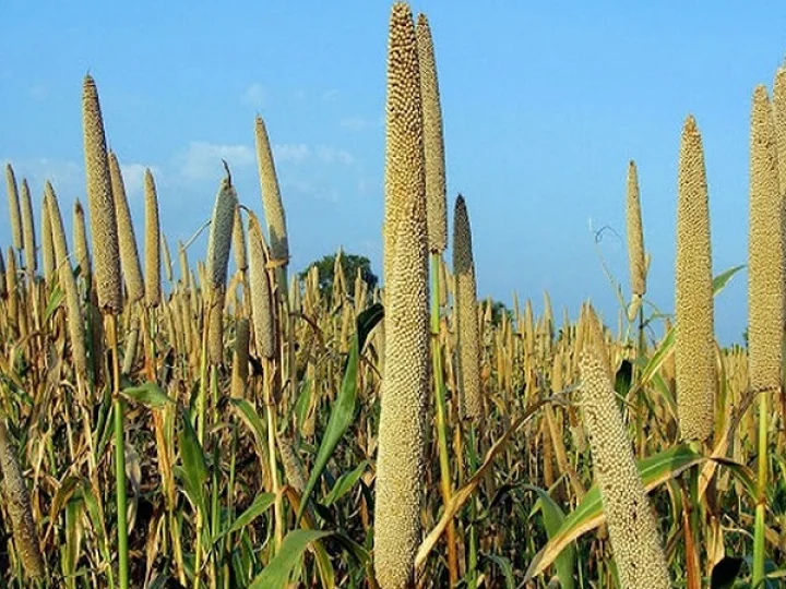 Pearl Millet