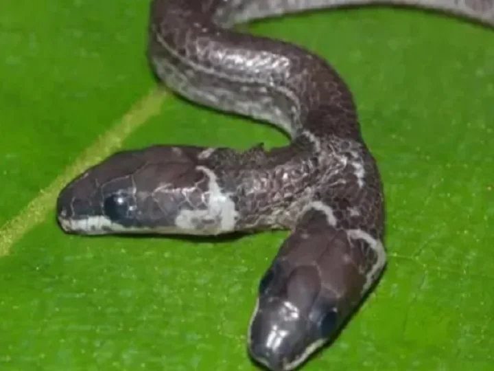 wolf snake