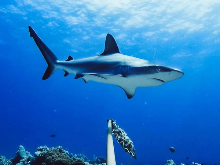 Sharks
