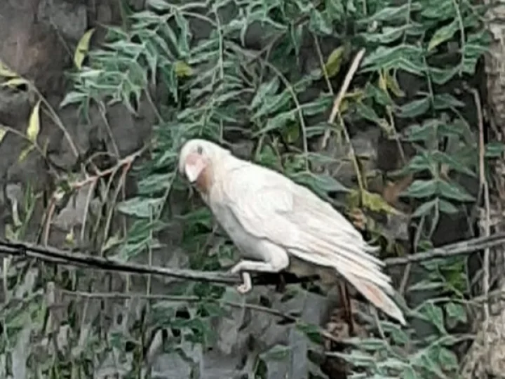 Rare crow