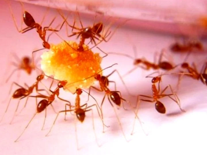 Red Ants Chutney