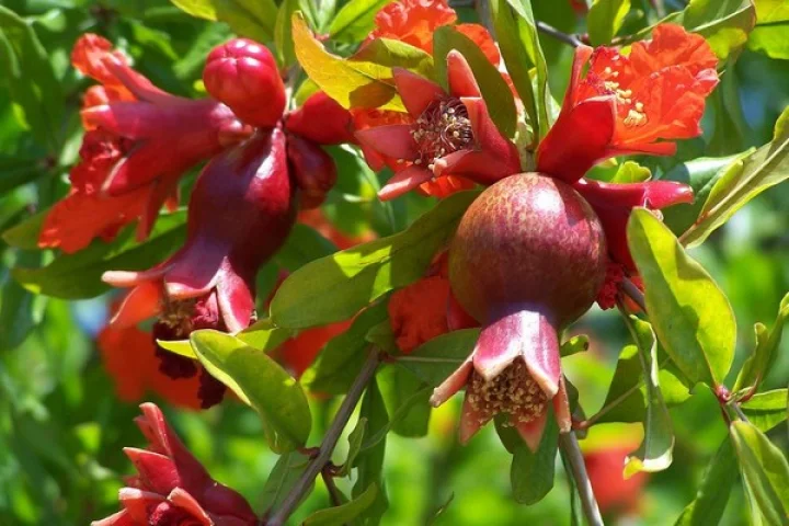 Pomegranate Leaves