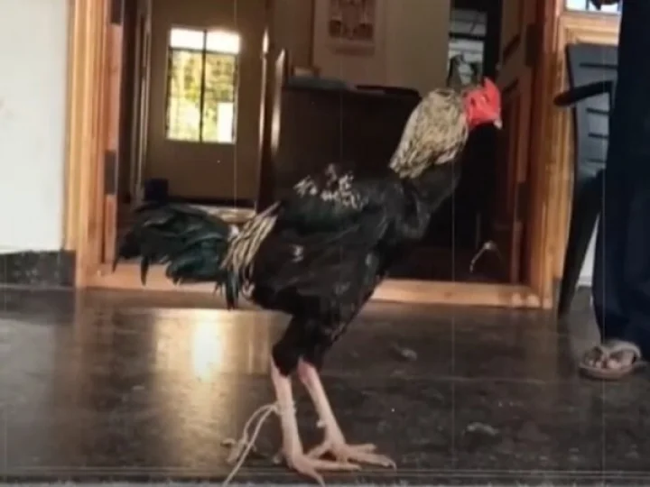 Cock