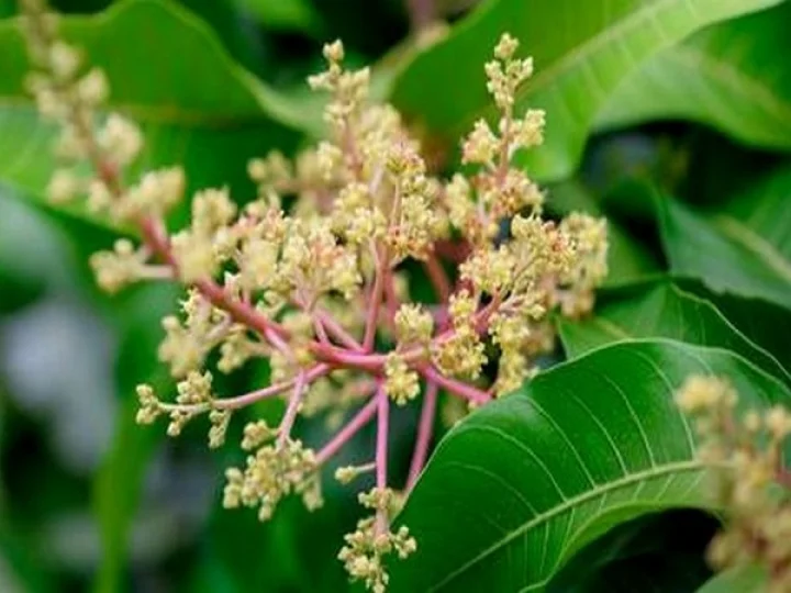 Mango Flowers