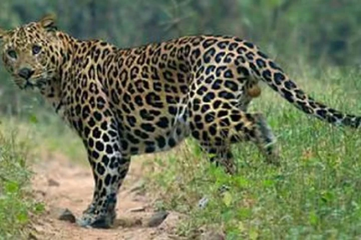 leopard