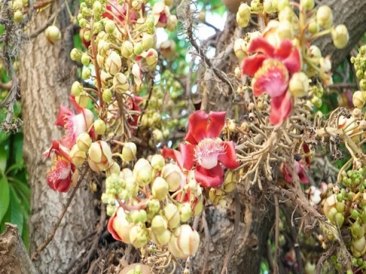 Nagalinga Flower