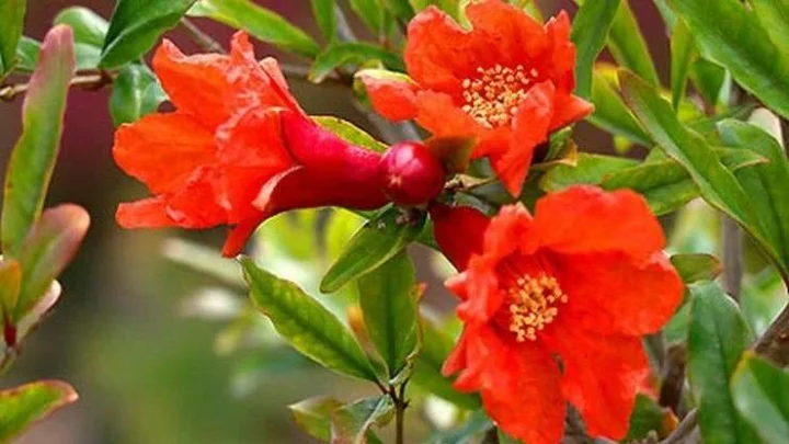 Pomegranate flowers