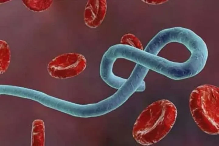 murburg virus