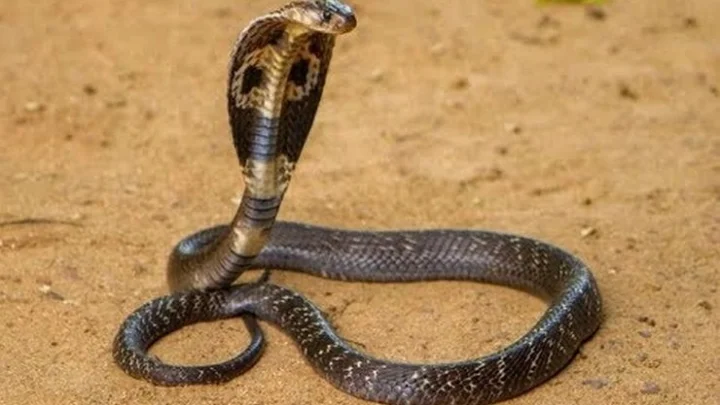 Snake