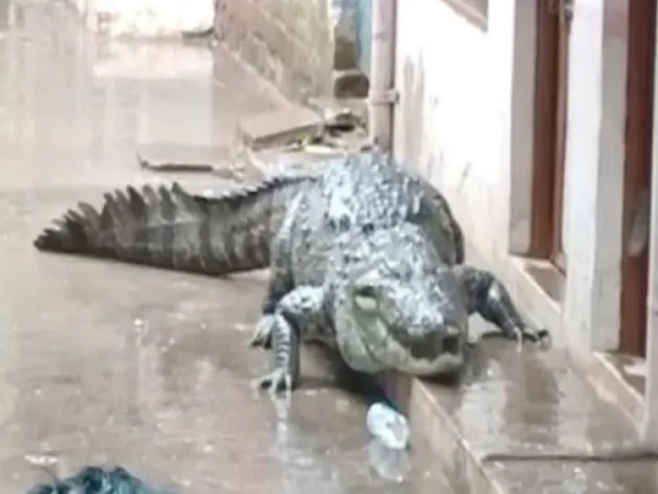 Crocodile