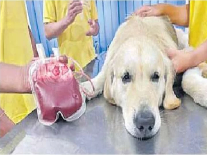 dog blood donation