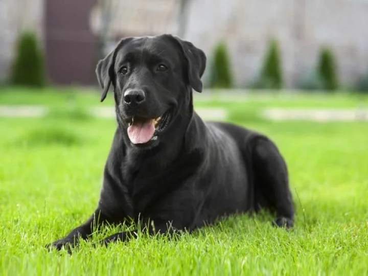 Black Dogs