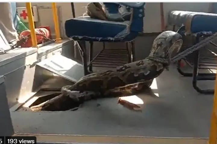 python in bus